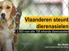 Dierenwelzijn