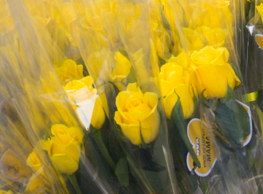 rozen voor moeders